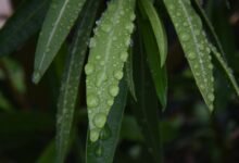 call continuity after drop