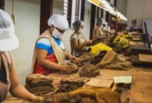 wintergreen flavored nicotine pouches